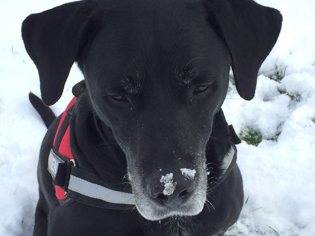 Schnee und Hundepflege